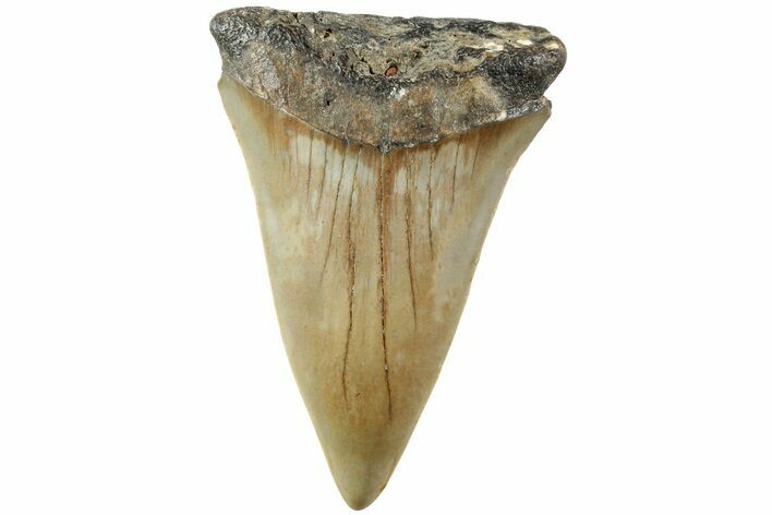 Fossil Broad-Toothed Mako Shark Tooth - North Carolina #235221